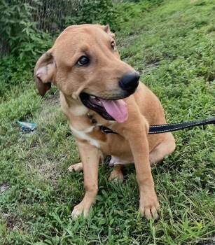 Rocket -  Mixed Breed and Retriever Dog for Adoption in Leavenworth, Kansas - Rocket | PetCurious