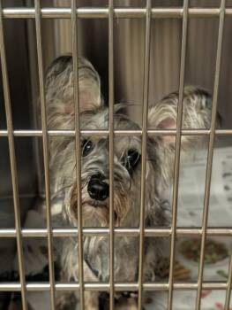 Roxi -  Yorkshire Terrier and Mixed Breed Dog for Adoption in Aiken, South Carolina - Roxi | PetCurious