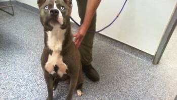 A1267679 -  Mixed Breed Dog for Adoption in Charlotte, North Carolina - A1267679 | PetCurious