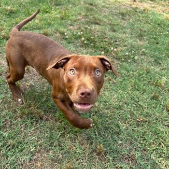 Florence -  Pit Bull Terrier Dog for Adoption in Roxboro, North Carolina - Florence | PetCurious