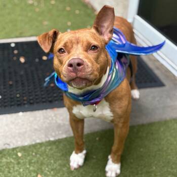 Rescue Mixed Breed Dogs for Adoption in Titusville, Florida - Rosalynn | PetCurious