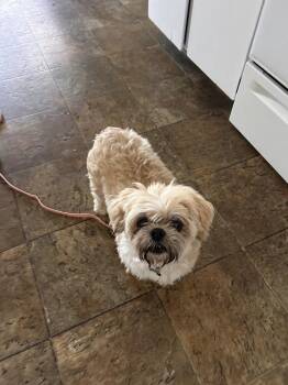 Lhasa Apso and Shih Tzu Dogs Available for Adoption in Rathdrum, Idaho - Precious | PetCurious