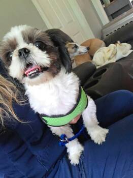 Miss Priss -  Shih Tzu Dog for Adoption in Parrish, Florida - Miss Priss | PetCurious