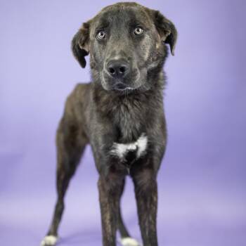 Beckham -  Mixed Breed Dog for Adoption in Portland, Oregon - Beckham | PetCurious