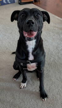 Rescue Pit Bull Terrier and Setter Dogs for Adoption in Livonia, Michigan - Roma | PetCurious