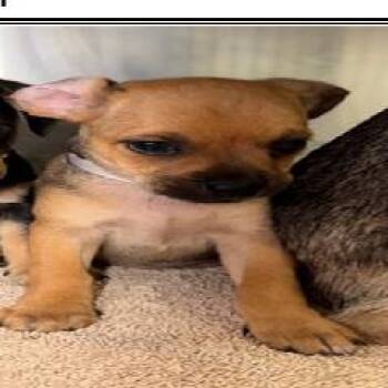 Pug Dogs Available for Adoption - Goldie | PetCurious