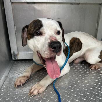 Pleasant Pup -  Boxer Dog for Adoption in Greensboro, North Carolina - Pleasant Pup | PetCurious