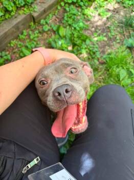 Lantana -  Pit Bull Terrier Dog for Adoption in Chicago, Illinois - Lantana | PetCurious