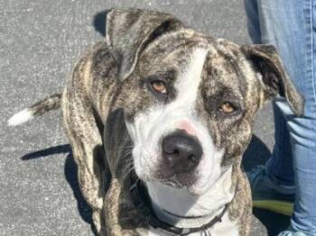 Rescue Mixed Breed Dogs for Adoption in Georgetown, Texas - Micah | PetCurious