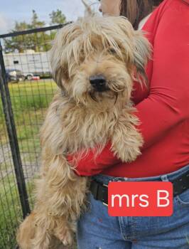 Mrs. B -  Yorkshire Terrier Dog for Adoption in Fort Worth, Texas - Mrs. B | PetCurious