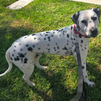 Rescue Dalmatian Dogs for Adoption in Santa Ana, California - Juno | PetCurious