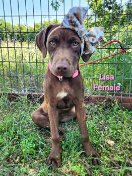Chocolate Labrador Retriever Dogs Available for Adoption in Elkhorn, Wisconsin - Lisa | PetCurious