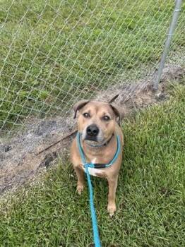 Gunny -  Mixed Breed Dog for Adoption in Vero Beach, Florida - Gunny | PetCurious