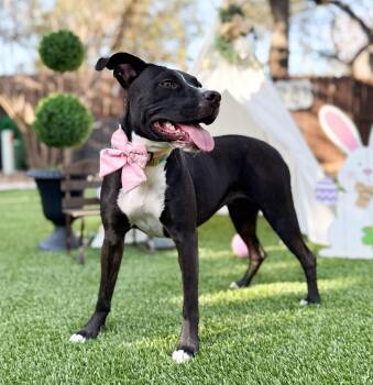 Labrador Retriever and Terrier Dogs Available for Adoption in Fairfield, Connecticut - Nugget | PetCurious