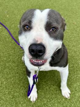 Hades -  Mixed Breed Dog for Adoption in Wichita, Kansas - Hades | PetCurious