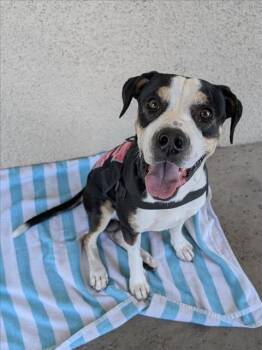 SNOOPY -  Pit Bull Terrier and Mixed Breed Dog for Adoption in Las Vegas, Nevada - SNOOPY | PetCurious