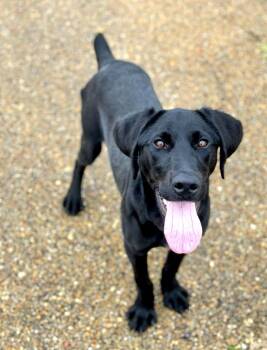 Labrador Retriever Dogs Available for Adoption in Watertown, Connecticut - Goose 2.0 | PetCurious