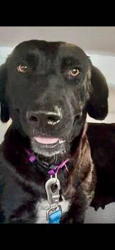 Labrador Retriever Dogs Available for Adoption - Millie | PetCurious