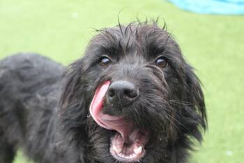 Poodle and Miniature Schnauzer Dogs Available for Adoption - Posey | PetCurious