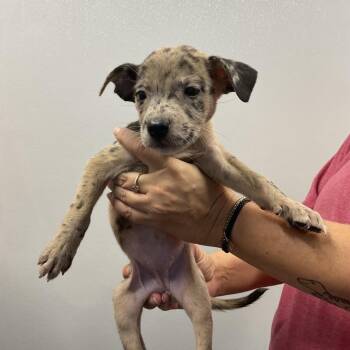 Janice -  Mixed Breed Dog for Adoption in Saint Joseph, Missouri - Janice | PetCurious