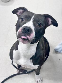 Buffy -  Pit Bull Terrier Dog for Adoption in Clayton, New Jersey - Buffy | PetCurious