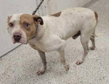 Pit Bull Terrier and Mixed Breed Dogs Available for Adoption in Kansas City, Missouri - Bustle | PetCurious