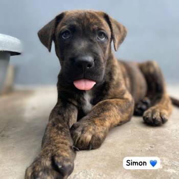Mixed Breed Dogs Available for Adoption in Vaughan, Ontario - Simon | PetCurious