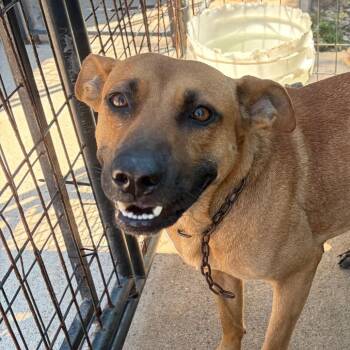 Mixed Breed Dogs Available for Adoption in Lake Jackson, Texas - Lulu | PetCurious