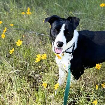 Rescue Border Collie and Mixed Breed Dogs for Adoption in Hamilton, Georgia - Bo Peep | PetCurious