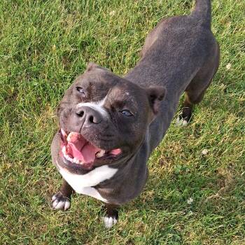 Lilly -  Boston Terrier and Pit Bull Terrier Dog for Adoption in Dixon, Illinois - Lilly | PetCurious