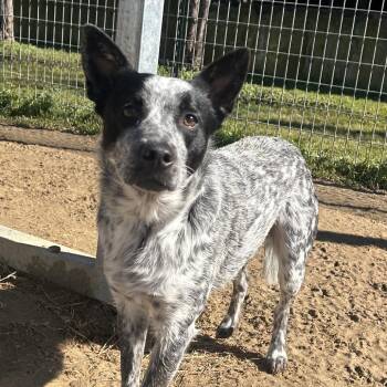 Australian Cattle Dog Blue Heeler Dogs Available for Adoption - Billy | PetCurious