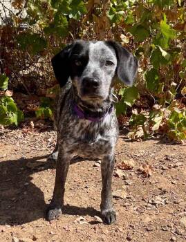 Chief -  Beagle and Australian Cattle Dog Blue Heeler Dog for Adoption in Jamestown, California - Chief | PetCurious