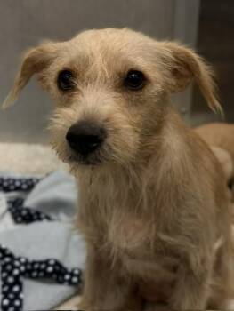 CORNMEAL -  Mixed Breed Dog for Adoption in Dallas, Texas - CORNMEAL | PetCurious