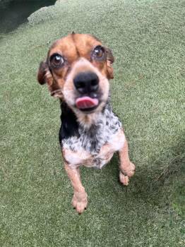 Sally -  Beagle Dog for Adoption in Baker, Louisiana - Sally | PetCurious