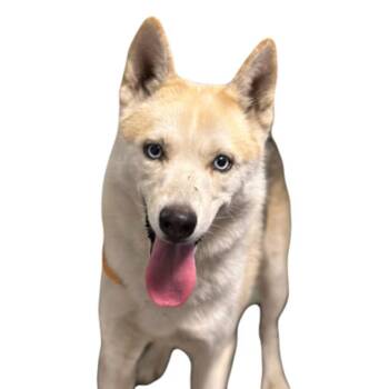 Bobo -  Siberian Husky Dog for Adoption in Red Bluff, California - Bobo | PetCurious