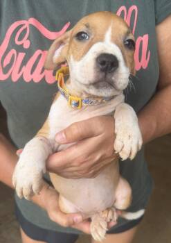 Swayze -  Mixed Breed Dog for Adoption in Jackson, Mississippi - Swayze | PetCurious