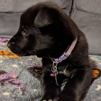 Mixed Breed Dogs Available for Adoption - Libby | PetCurious