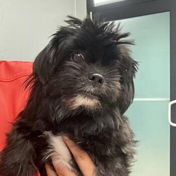 Squirt -  Shih Tzu and Mixed Breed Dog for Adoption in Abilene, Texas - Squirt | PetCurious