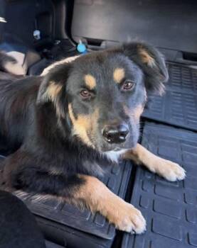 Delta -  Australian Shepherd Dog for Adoption in Winter Park, Colorado - Delta | PetCurious