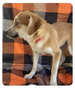 Foxy -  Mixed Breed Dog for Adoption in Lakeland, Georgia - Foxy | PetCurious