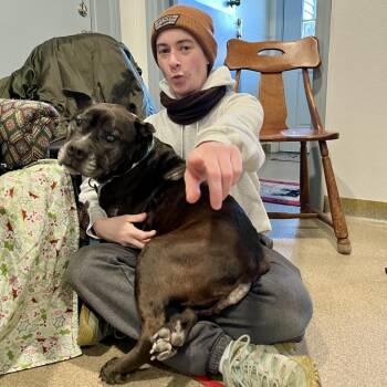 Pit Bull Terrier Dogs Available for Adoption in Manchester, Connecticut - Greta | PetCurious