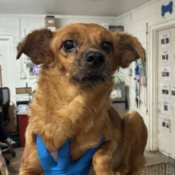Mauricia -  Chihuahua Dog for Adoption in Edinburg, Texas - Mauricia | PetCurious
