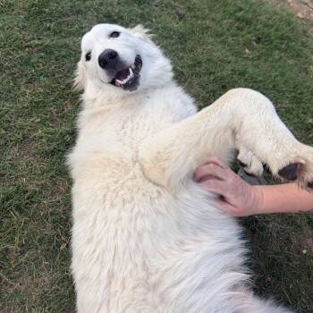 Doug -  Great Pyrenees Dog for Adoption in Pflugerville, Texas - Doug | PetCurious