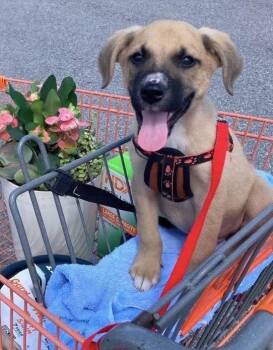 Johnny -  Black Mouth Cur and German Shepherd Dog Dog for Adoption in Pensacola, Florida - Johnny | PetCurious