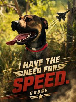 Goose -  American Bulldog and Rottweiler Dog for Adoption in Hamilton, Ontario - Goose | PetCurious