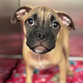 Oma -  Pug Dog for Adoption in Birmingham, Alabama - Oma | PetCurious