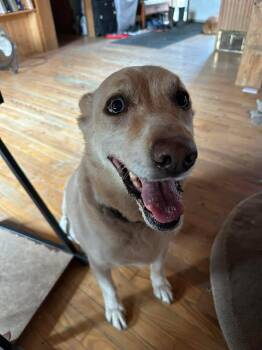 Husky Dogs Available for Adoption in Winnipeg, Manitoba - Blue | PetCurious