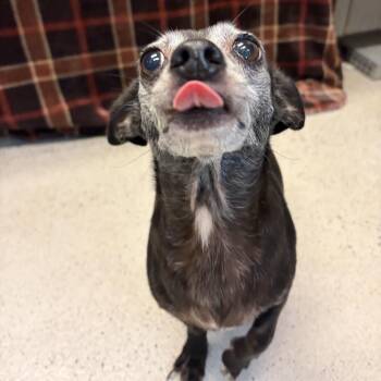 Tuffy -  Chihuahua and Mixed Breed Dog for Adoption in Long Beach, California - Tuffy | PetCurious