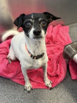 Rescue Chihuahua Dogs for Adoption in Dallas, Texas - KOOKIE | PetCurious
