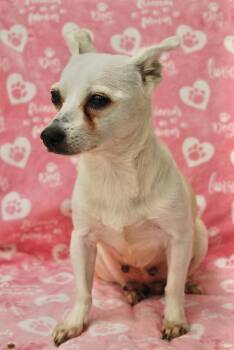 BLANCA -  Chihuahua Dog Available for Adoption in Miami, Florida - BLANCA | PetCurious